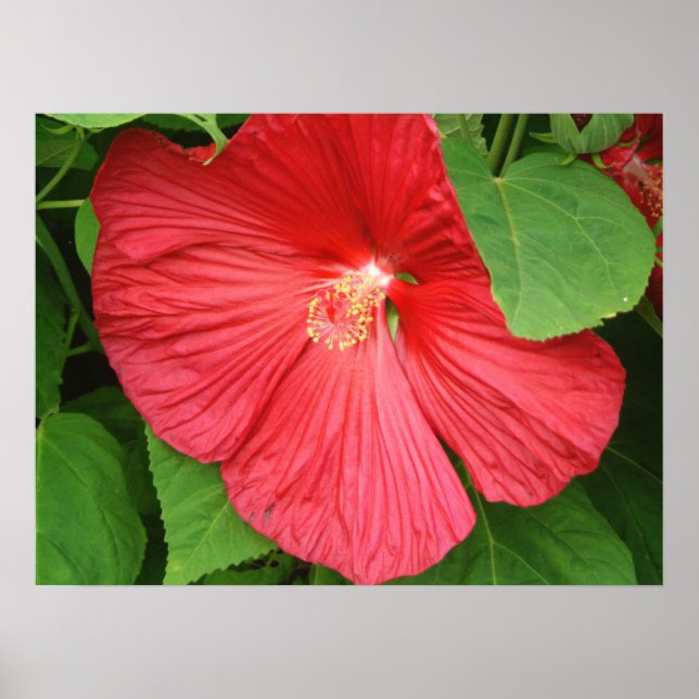 Affiches Fleur d'Hibiscus Magenta Clair Floral (Devant)
