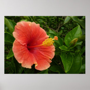 Affiches Fleur d'Hibiscus Orange Florale Tropicale