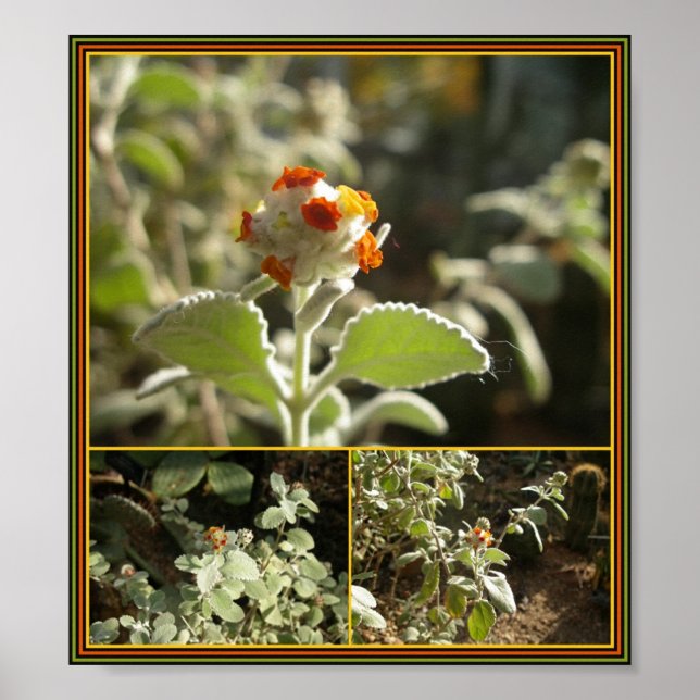 Affiches fleur d'orange (Devant)