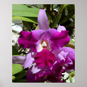 Affiches Fleur d'orchidée de Cattleya tropicale