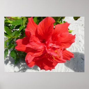 Affiches Fleur double hibiscus rouge