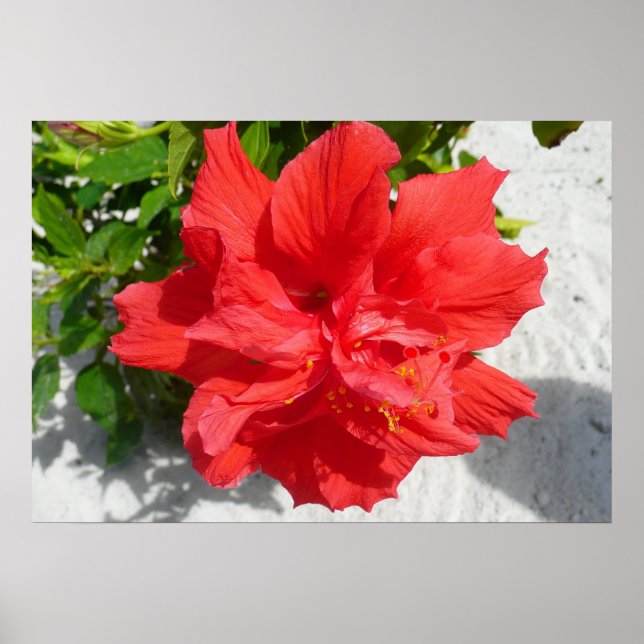 Affiches Fleur double hibiscus rouge (Devant)