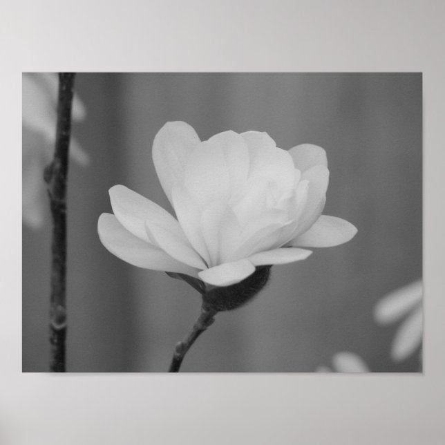 Affiches Fleur du centenaire du Magnolia noir et blanc (Devant)