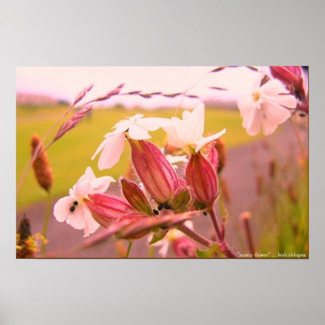 Affiches fleur écossaise (Devant)