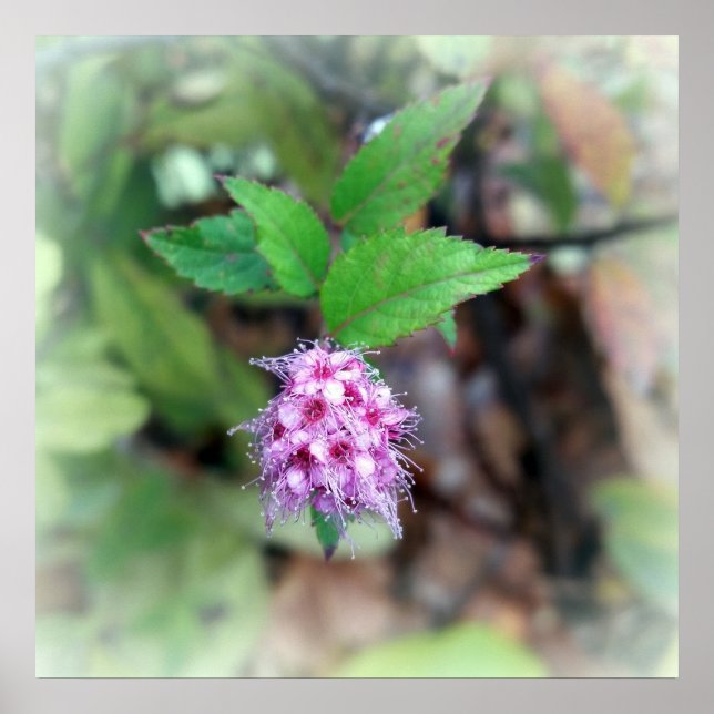 Affiches Fleur en automne (Devant)