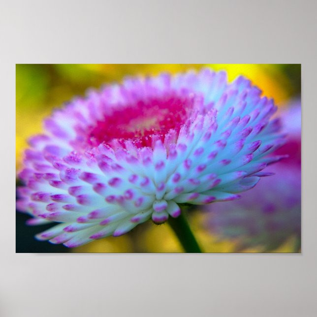 Affiches Fleur en fleur (Devant)