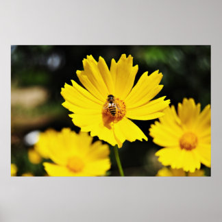 Affiches Fleur et abeille du Cosmos jaune