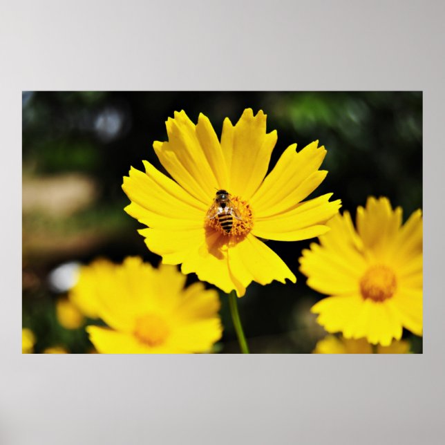 Affiches Fleur et abeille du Cosmos jaune (Devant)