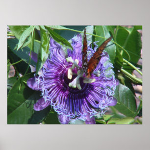 Affiches Fleur et papillon de passion