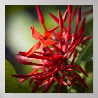 Affiches Fleur Exotique Bali