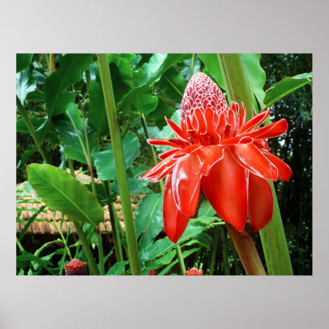 Affiches Fleur Exotique Rose des Caraïbes rouges (Devant)