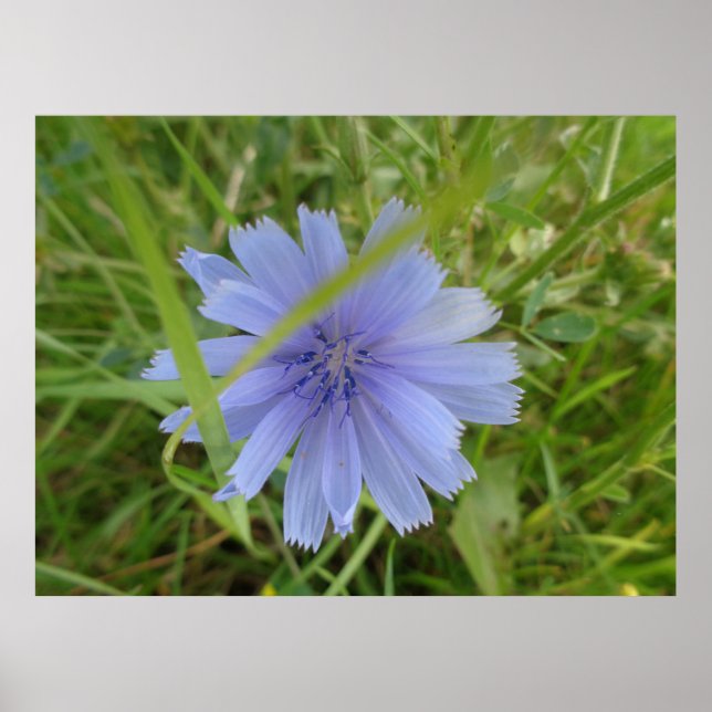 Affiches Fleur florale Chicory bleu violet (Devant)