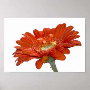 Affiches Fleur Gerbera Orange Daisy