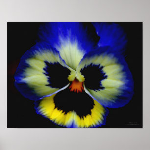 Affiches Fleur Gras Bleu Pansy