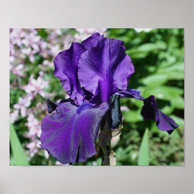 Affiches Fleur Iris veloutée violet (Devant)