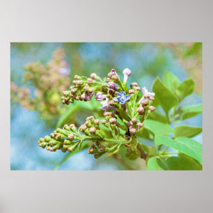 Affiches Fleur Lilac - Primus Inter Pares