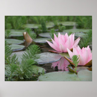 Affiches Fleur Lotus/Nénuphar