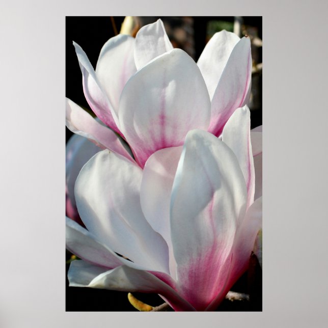 Affiches Fleur Magnolia simple (Devant)