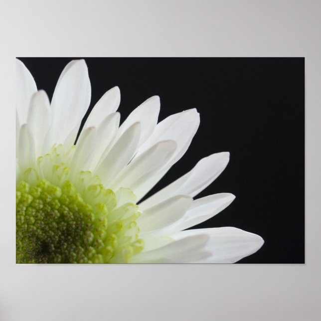 Affiches Fleur marguerite en noir (Devant)