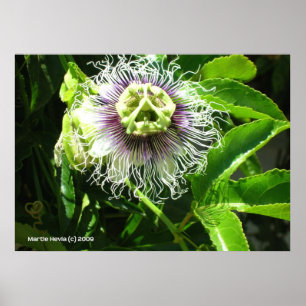 Affiches Fleur Monster