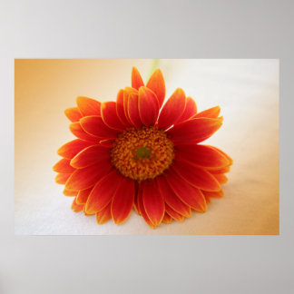 Affiches Fleur orange