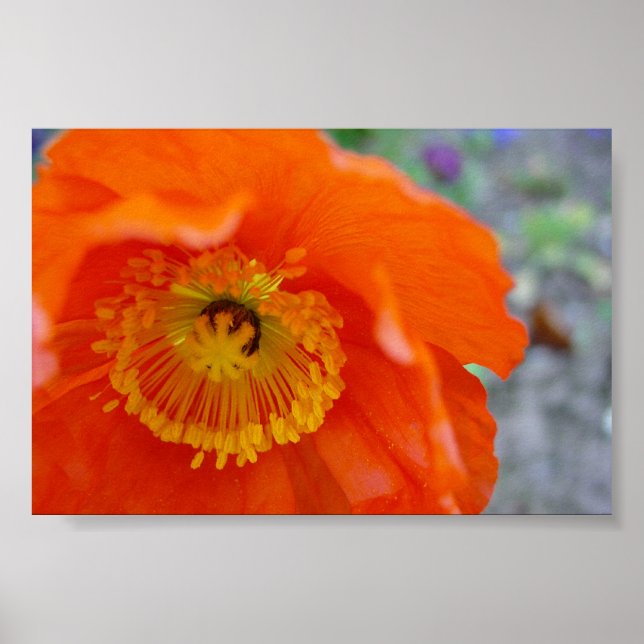 Affiches Fleur orange (Devant)