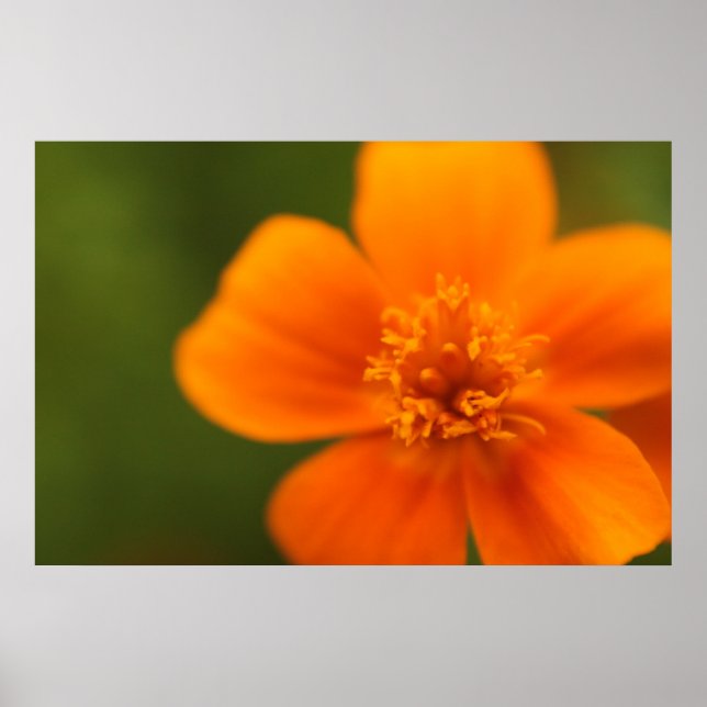 Affiches Fleur orange (Devant)