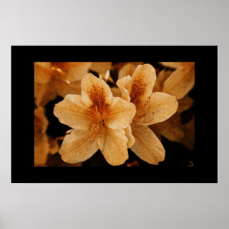 Affiches Fleur orange 2 : Bordure noire
