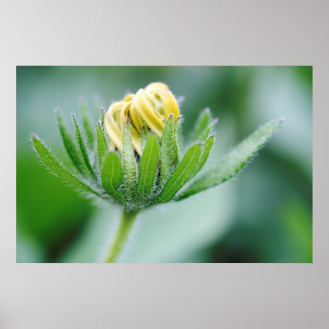 Affiches Fleur ouverte de la Rudbeckie (Devant)