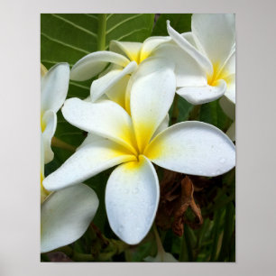 Affiches Fleur Plumeria blanche