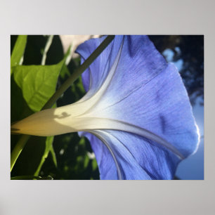 Affiches Fleur pourpre