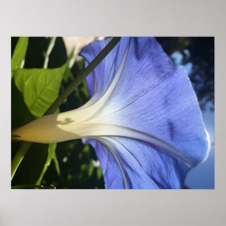 Affiches Fleur pourpre