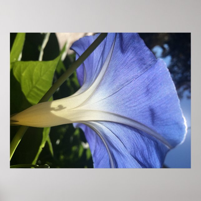 Affiches Fleur pourpre (Devant)