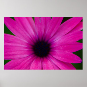 Affiches fleur rose