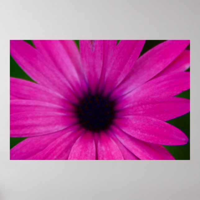 Affiches fleur rose (Devant)