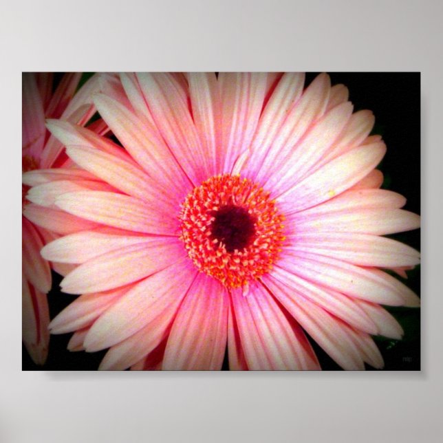 Affiches Fleur rose (Devant)