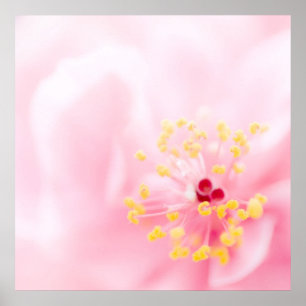 Affiches Fleur rose