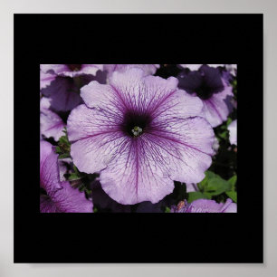 Affiches Fleur rose