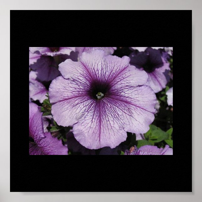 Affiches Fleur rose (Devant)