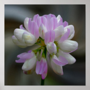 Affiches Fleur Rose Et Blanc Gros