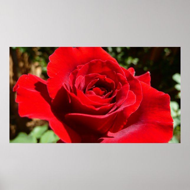 Affiches Fleur rose rouge vif Belle florale (Devant)
