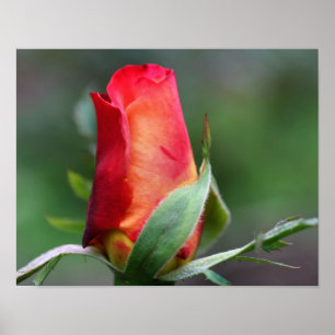 Affiches Fleur Rosebud Rouge Avec Points Forts Jaunes