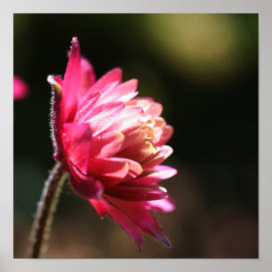 Affiches Fleur Rouge Au Soleil Près