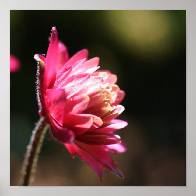 Affiches Fleur Rouge Au Soleil Près (Devant)