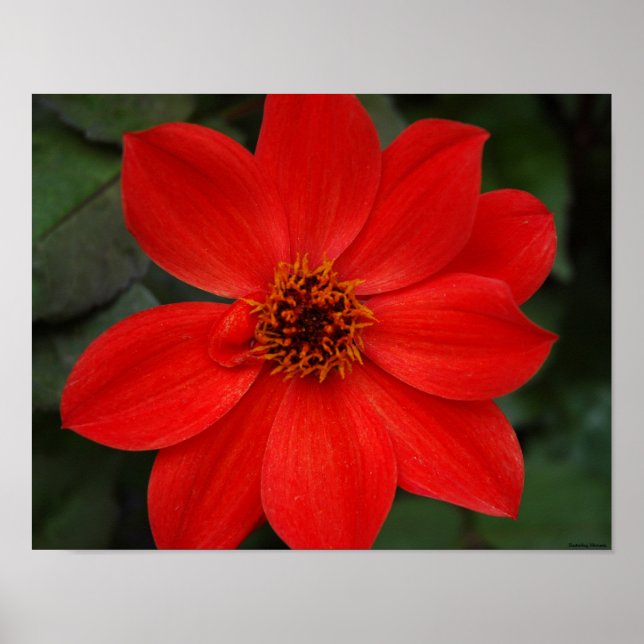 Affiches Fleur rouge brillante (Devant)