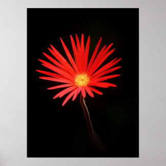 Affiches Fleur Rouge Daisy