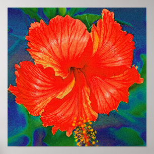 Affiches Fleur rouge de ketmie