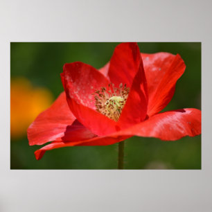 Affiches Fleur rouge de pavot d'Islande