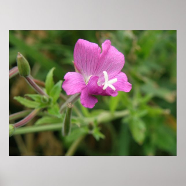 Affiches Fleur sauvage Campion rouge (Devant)