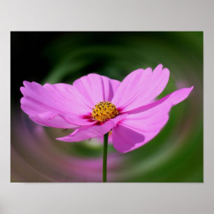 Affiches Fleur sauvage Cosmos rose unique
